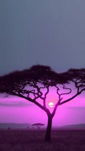 African Savana Sunset Pink iPhone 6 Wallpaper