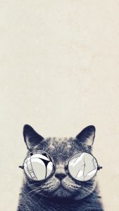 Cool Cat Glasses iPhone 6 Plus HD Wallpaper