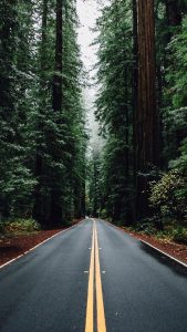 Green Forest Road Tall Trees iPhone 5 Wallpaper 1